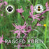 Ragged Robin Seeds (Lychnis flos-cuculi)